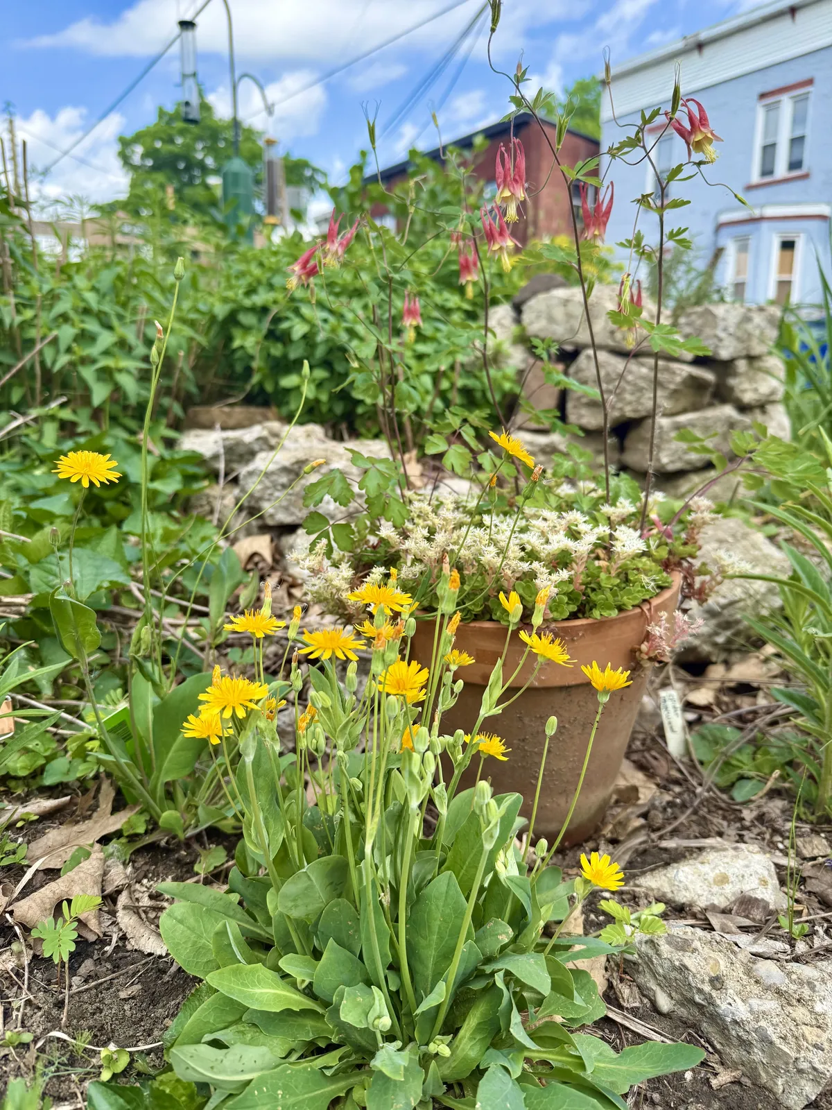 Krigia, Stonecrop, and Columbine
